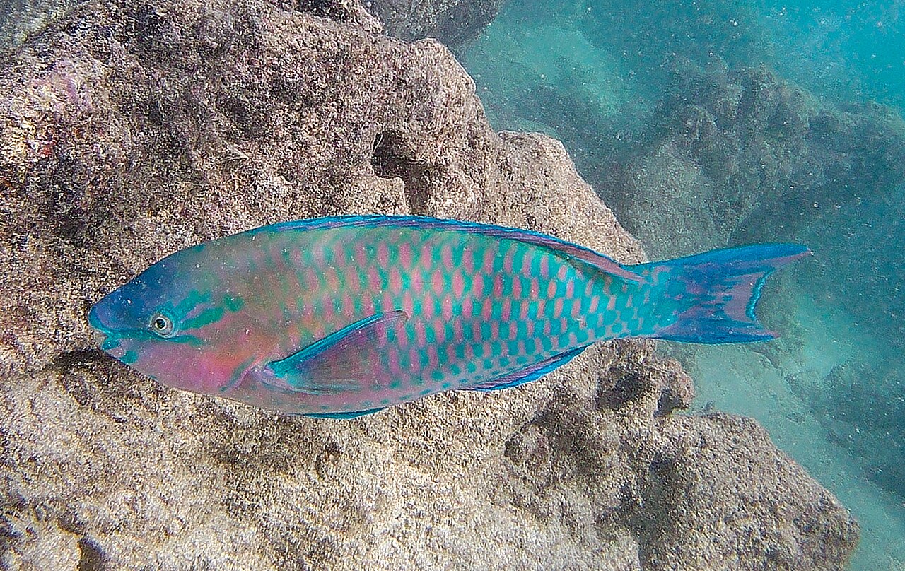 Hanauma Bay Nature Preserve (Oahu)